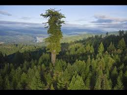 اطول شجرة في العالم 367