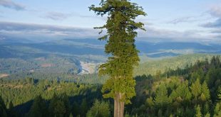 اين توجد اطول شجرة في العالم